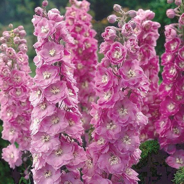 Delphinium Pacific Giants Astolat (1113)